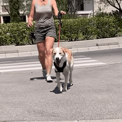 Un chien marche calmement au pied de sa maîtresse, laisse détendue, harnais Luweo sur le dos