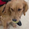 Le harnais enfilé par la tête sur un chien, puis la boucle clipsée et la sangle ajustée