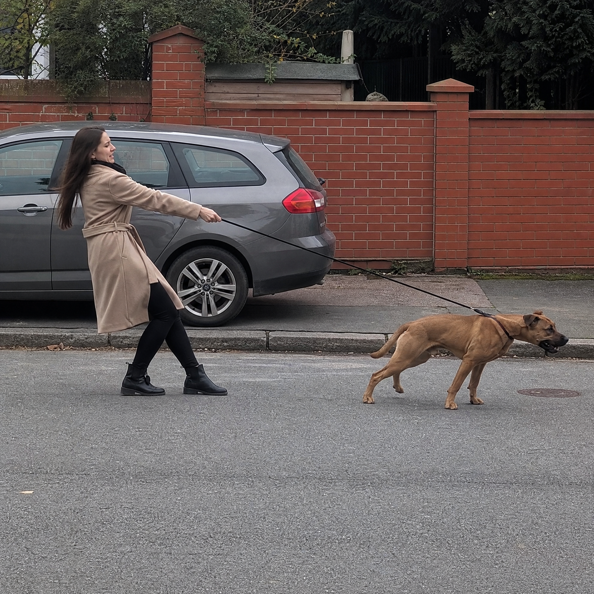 Un chien qui tire de toutes ses forces sur une laisse tendue, son maître déséquilibré derrière lui.